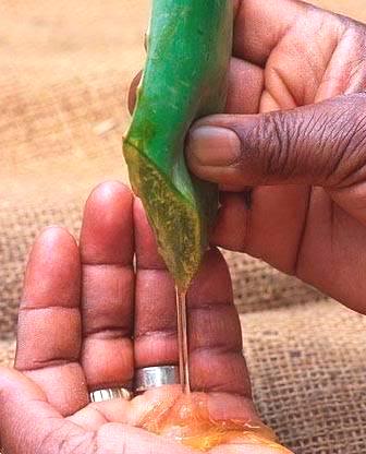 aloe-vera-skin-benefits