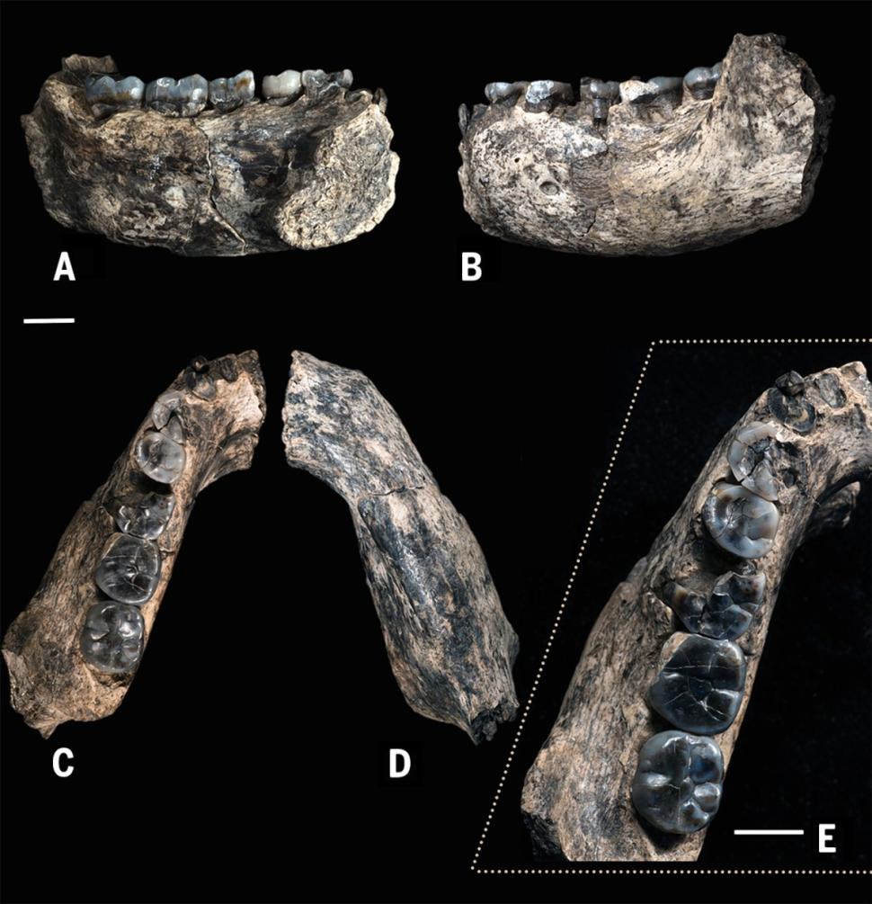 fossil-jaw