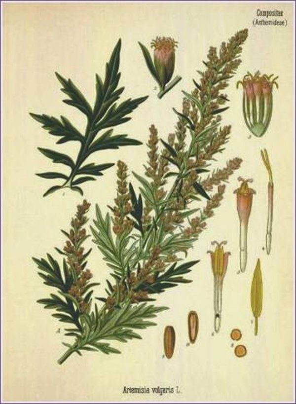wormwood1